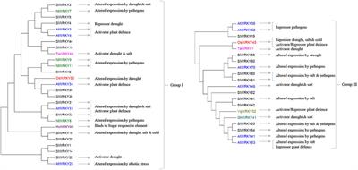 The Role of Tomato WRKY Genes in Plant Responses to Combined Abiotic and Biotic Stresses